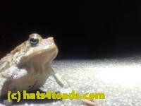 /home//u458753944/public_html/sourcegallery///////////////////////////////////Roxborough Toad Detour/2026/2026-04-01/P4011609.JPG